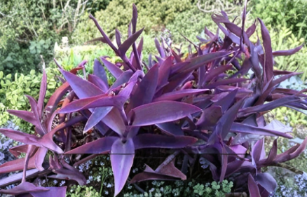 Purple Heart Plant Cuttings 5 Count Tradescantia Pallida Unrooted Perennial Trailing Groundcover