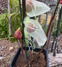 Organic Moscatel Preto Fig Cuttings 2 Count Ficus Carica Mid Season Fruit Tree Variety for Rooting and Grafting