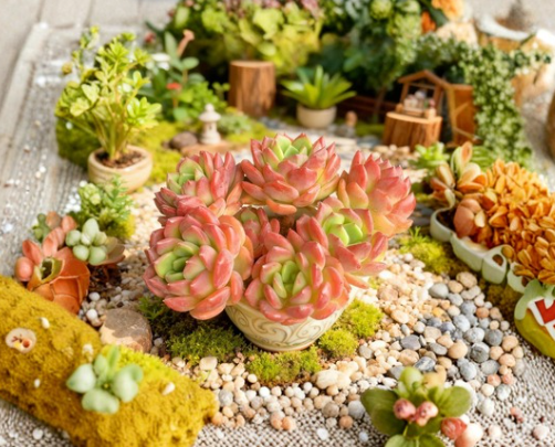 Echeveria Fanta Live Succulent Bare Root Plant Rosette Variety No Soil No Pot
