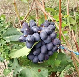 Sudarushka Grape Vine Hardwood Cuttings 2 Count Unrooted Vitis Vinifera Fruit Vine Propagation Stems