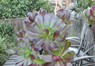 Aeonium Arboreum Atropurpureum Black Rose Cutting 4 Inch Unrooted Succulent Stem for Propagation