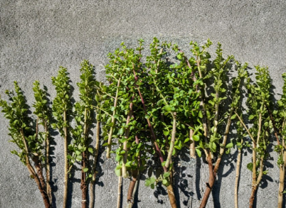 Portulacaria Afra Elephant Bush Succulent Cuttings 40 Unrooted Stems for Planting