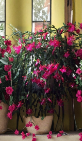 True Christmas Cactus Pink Starter Plant Schlumbergera Old Fashioned Holiday Bloom Indoor Houseplant