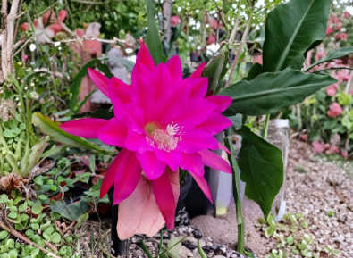 Epiphyllum Jeanette Davis Latimer Unrooted Cuttings 8 to 10 Inch Orchid Cactus Plant Stems for Propagation
