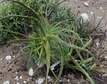 2 Aloe Arborescens Cuttings Large Unrooted Succulent Live Plant Stems for Propagation Garden or Container