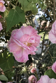 Confederate Rose Cuttings 2 Count Hibiscus Mutabilis Color Changing Flower Shrub Unrooted Stems for Propagation