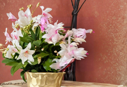 White Schlumbergera Truncata Cuttings 6 Count Thanksgiving Christmas Cactus Unrooted Holiday Plant US Seller