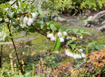 Evergreen Huckleberry Cuttings 6 Live Hardwood Cuttings Vaccinium Ovatum Native Shrub