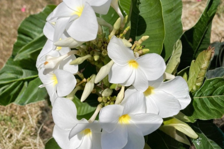 Plumeria Isabella Cuttings Pink Orange White Frangipani Temple Tree Live Unrooted