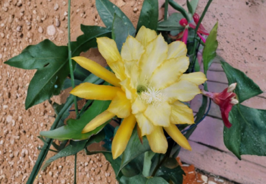 Epiphyllum Davids Golden Splendor Cuttings 8-10 Inch Unrooted Orchid Cactus Stems for Propagation
