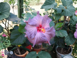 Tahitian Lavender Frolic Hibiscus Cuttings 2 Unrooted Tropical Flower Stems for Propagation