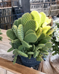Opuntia Microdasys Bunny Ears Cactus 3 Cuttings Unrooted Succulent Pads No Soil Hardy Desert Plant