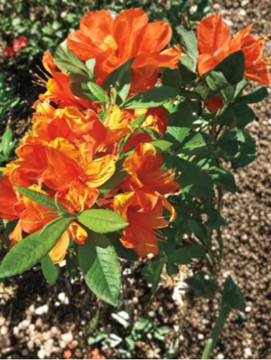 Mandarin Azalea Rhododendron Hybrid Starter Plant Hardy Deciduous Flowering Shrub May Be Dormant