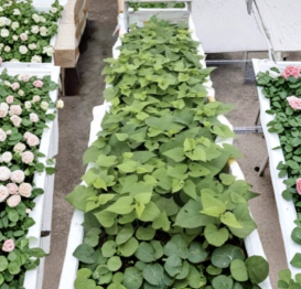 10 Purple Sweet Potato Slips Ipomoea Batatas Live Cuttings for Planting Garden Starter Plants