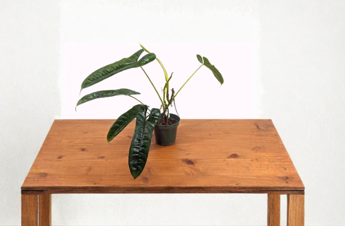Philodendron Felix Live Plant 4 Inch Pot Tropical Indoor Foliage Houseplant