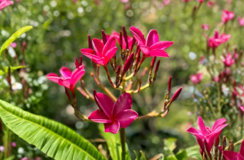 Pink Plumeria Frangipani Cutting 6 to 8 Inch Hawaiian Tropical Plant
