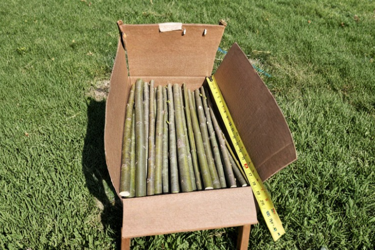 15 Austree Hybrid Willow Cuttings 18 Inch Tree Stems for Rooting Fast Growing Privacy Tree