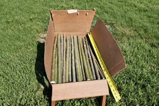 15 Austree Hybrid Willow Cuttings 18 Inch Tree Stems for Rooting Fast Growing Privacy Tree