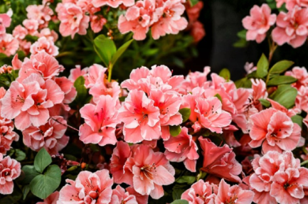 Encore Autumn Sunburst Azalea Evergreen Reblooming Starter Plant Well Rooted