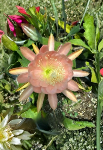 American Sweetheart Epiphyllum Cutting Orchid Cactus Live Plant Segment for Propagation