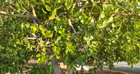 2 Large Jade Plant Cuttings Crassula ovata Succulent Houseplant Stems Drought Tolerant Indoor Plant