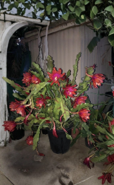 Epiphyllum Orchid Cactus Cuttings 2 Count Purple Orange Quynh Hoa 8-14 Inch
