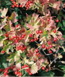 Viburnum opulus Cuttings Eastern Snowball Chervona Kalyna Flowering Scions Set 6 Plus 2