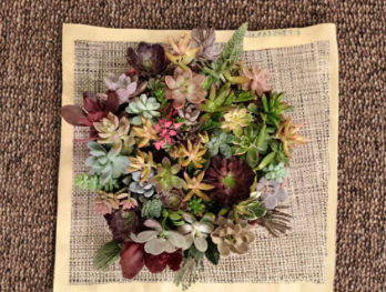 60 Succulent Cuttings 30 Varieties Unrooted Mixed Succulent Bundle for Propagation