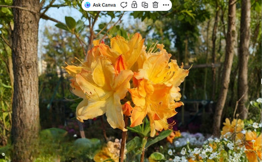 Golden Lights Azalea Rhododendron Starter Plant Well Rooted Hardy Deciduous Shrub May Be Dormant