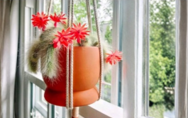 Monkey Tail Cactus 8 Inch Cutting Cleistocactus Colademononis Trailing Succulent Stem