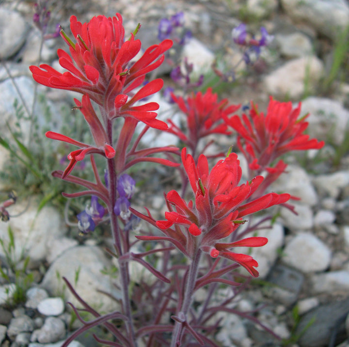 500 Castilleja angustifolia v. dubia Seeds | Northwestern Indian Paintbrush | Native Perennial Wildflower for Pollinators