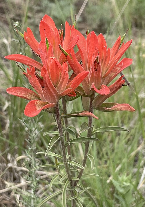 500 Castilleja integra Seeds | Orange Paintbrush | Southwestern Wholeleaf Indian Paintbrush | Native Perennial Wildflower