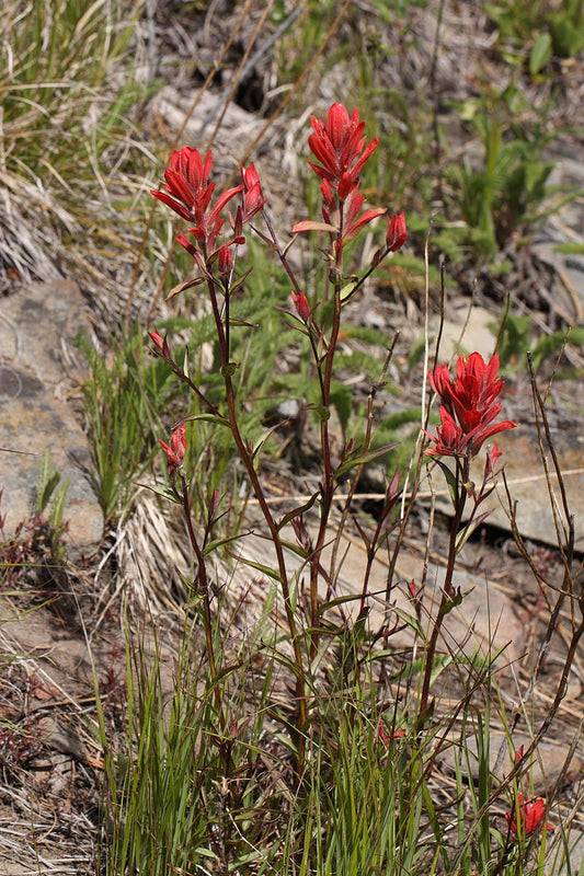 500 Castilleja miniata Seeds | Giant Red Indian Paintbrush | Native Perennial Wildflower for Pollinators & Meadow Gardens