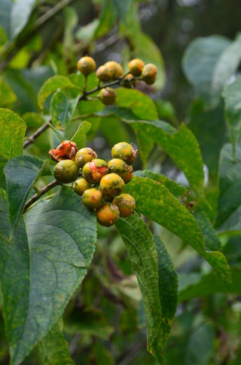 Celastrus Scandens Seeds (30) American Bittersweet Vine – Hardy Native ...