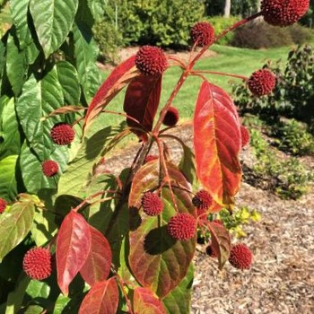 Crimson Comet Buttonbush 1 Live Shrub – Cephalanthus occidentalis ‘Crimson Comet’ – 3 Gallon Pot
