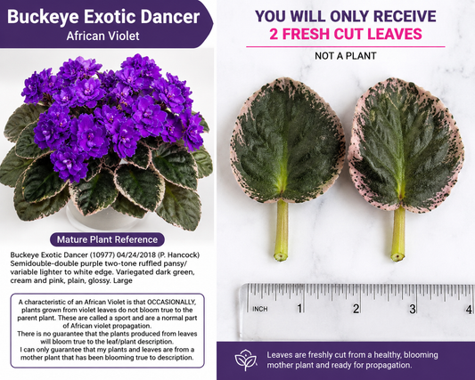 Buckeye Exotic Dancer African Violet 2 Fresh Cut Leaves – Saintpaulia Hybrid