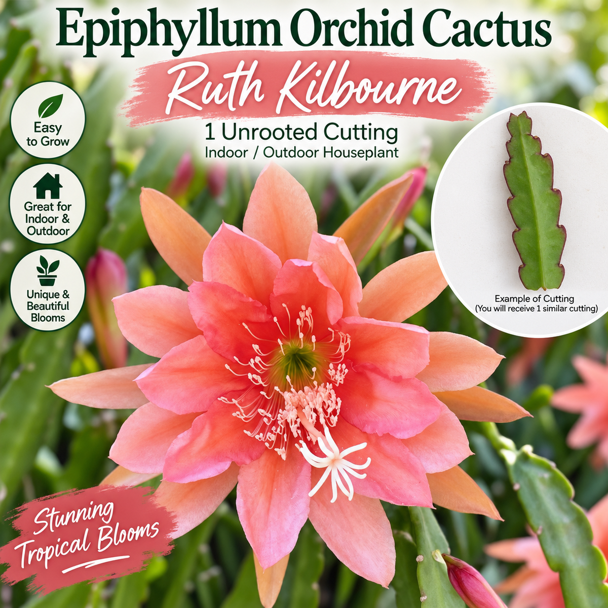 Epiphyllum Orchid Cactus Succulent 1 unrooted cutting - Ruth Kilbourne Variety - Indoor/Outdoor Houseplant