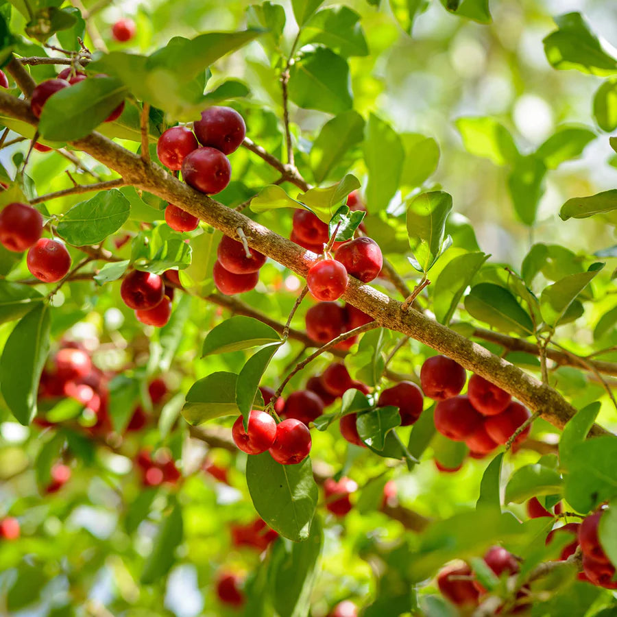 Barbados Cherry Tree Live Plant | Acerola Cherry | Superfruit Packed with Vitamin C | Organic, Pesticide-Free | Tropical Fruit Tree