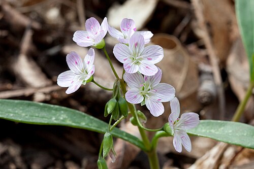 75 Claytonia virginica Seeds | Spring Beauty | Native Woodland Wildflower for Shade Gardens, Bees & Early Spring Blooms