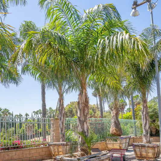 2 Queen Palm Seedlings (Syagrus romanzoffiana) | Bare Root Starter Plants | Fast Growing Tropical Palm | Landscape Tree