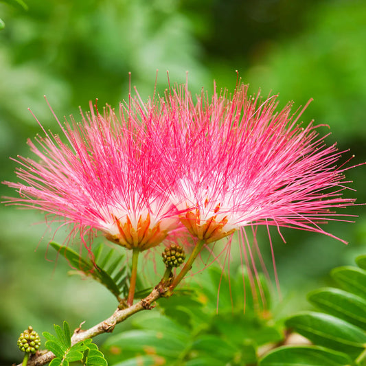 8 Live Mimosa Tree Cuttings | Albizia julibrissin | Fast-Growing Silk Tree | Fragrant Pink Blooms | Grow Your Own Shade Tree