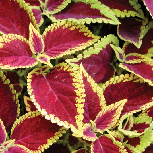 1 Coleus ‘Defiance’ – Live House Plant, Small Bareroot Starter, Bright Red Foliage, Easy Indoor or Outdoor Shade Plant