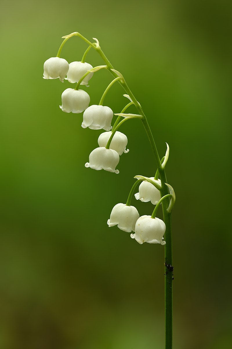3 Lily of the Valley (Convallaria majalis) Bare Root Plants | Fragrant White Perennial | Shade Ground Cover | Spring Blooms