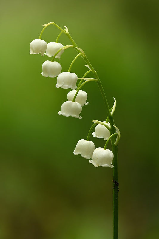 3 Lily of the Valley (Convallaria majalis) Bare Root Plants | Fragrant White Perennial | Shade Ground Cover | Spring Blooms