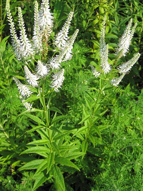 2500 Veronicastrum virginicum Seeds | Culver’s Root | Native Perennial Wildflower for Pollinators, Wet Meadows & Gardens