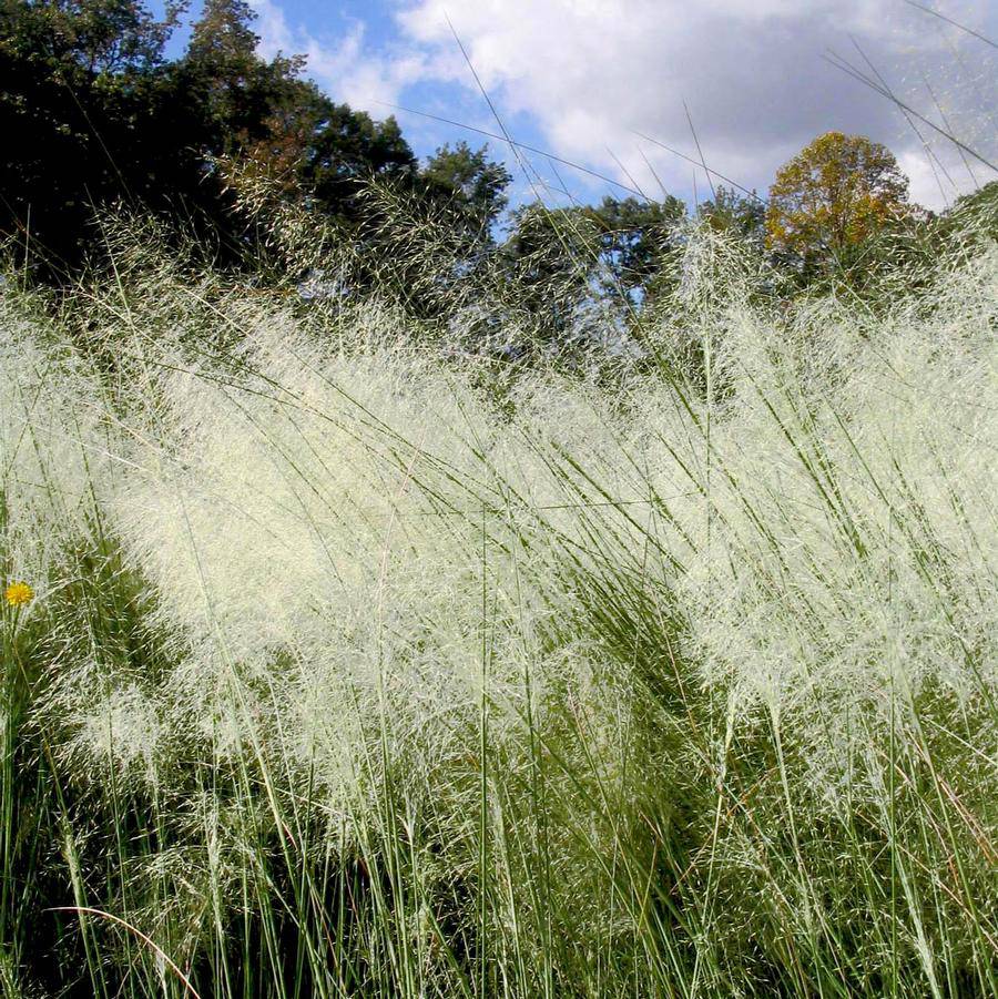 White Cloud Muhly Grass – Muhlenbergia capillaris, Mature Plant in 6” Pot, Ornamental Grass, Drought Tolerant, White Plumes