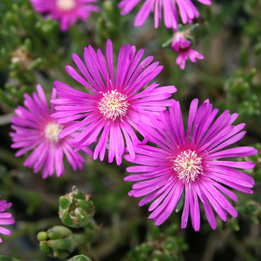 6 Ice Plant Cuttings | Unrooted 4–7” Succulent Stems | Purple Pink Ground Cover | Drought-Tolerant | Delosperma or Lampranthus