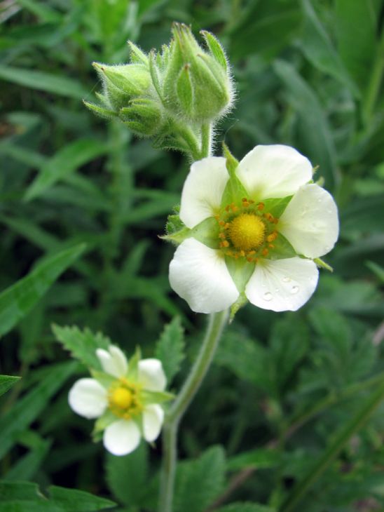 500 Drymocallis arguta Seeds | Prairie Cinquefoil | Native Perennial Wildflower | Pollinator-Friendly Meadow Plant