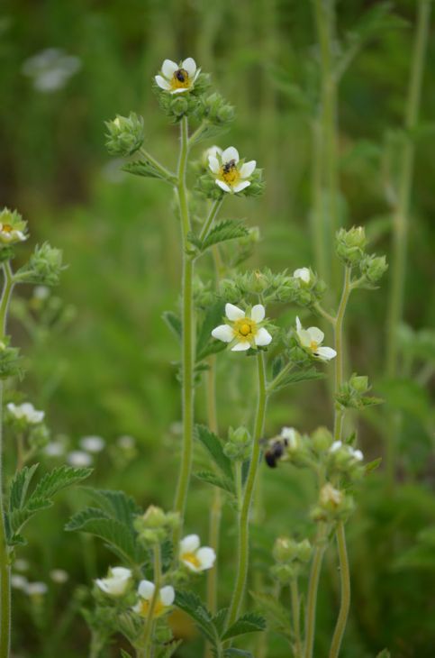 500 Drymocallis arguta Seeds | Prairie Cinquefoil | Native Perennial Wildflower | Pollinator-Friendly Meadow Plant