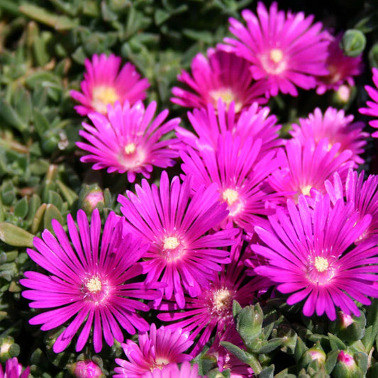 5 Magenta Ice Plant Cuttings – Delosperma Cooperi Unrooted Stems, Hardy Ground Cover, Drought-Tolerant Succulent, Trailing Plant